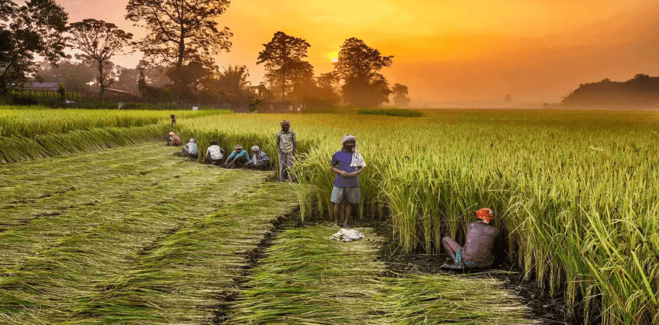 Genome-edited rice varieties in India