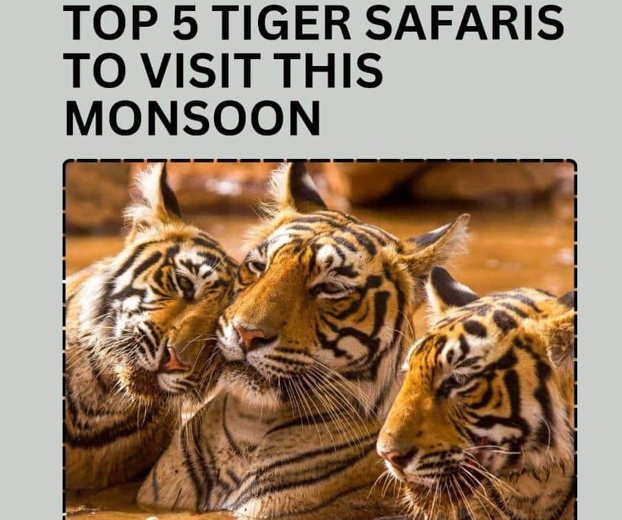 Top 5 Tiger Safaris to Visit this Monsoon