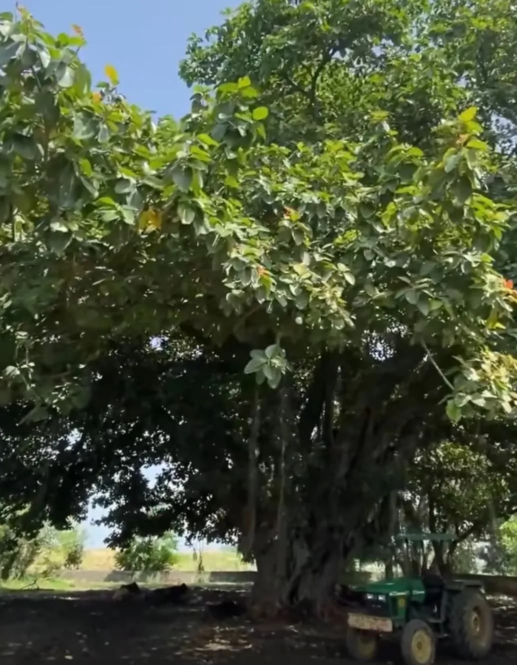 Punjab Farmer Vows to Save 250-Year-Old Banyan Tree