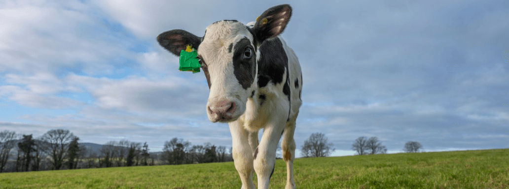 How an IVF Born Cow Can Help Save Environment?