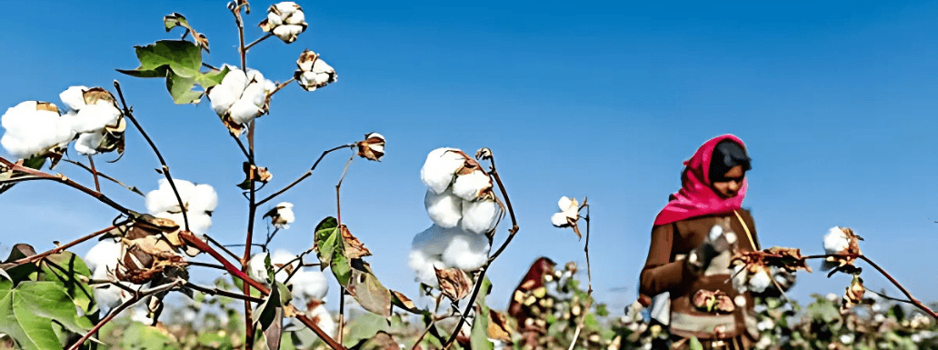 5-Year Cotton Mission Announced to Increase Cotton Productivity