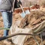 Cow-Manure is being Turned into Valuable Hydrogen in Japan