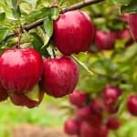Apple farming in Rajasthan